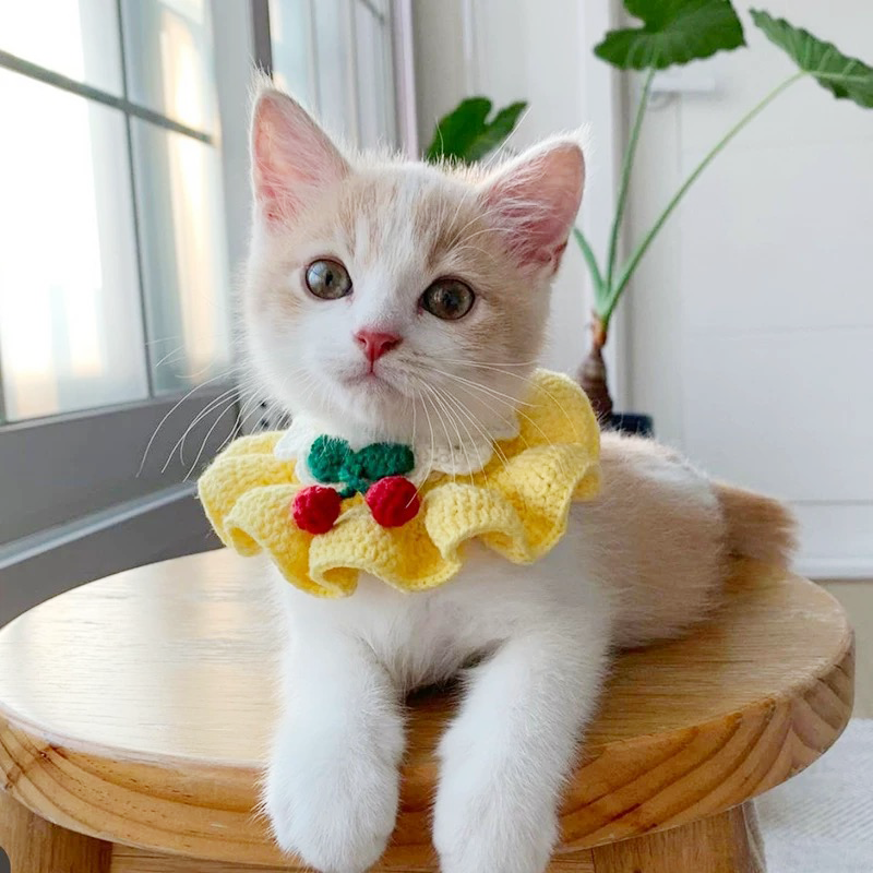 Crochet for Pet - Handmade Custom Accessories | Joyful Craft for Pet Owners